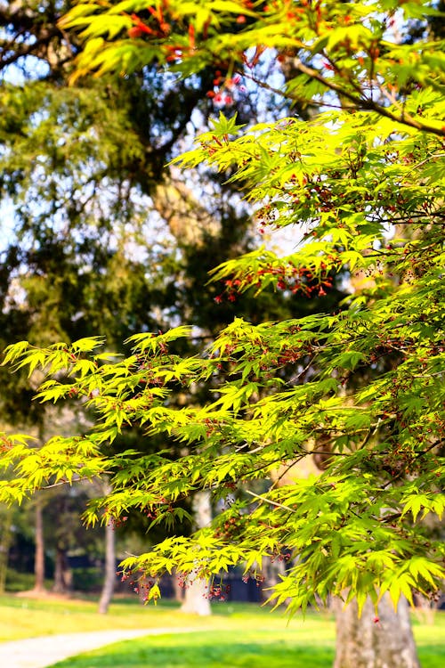 Základová fotografie zdarma na téma parque