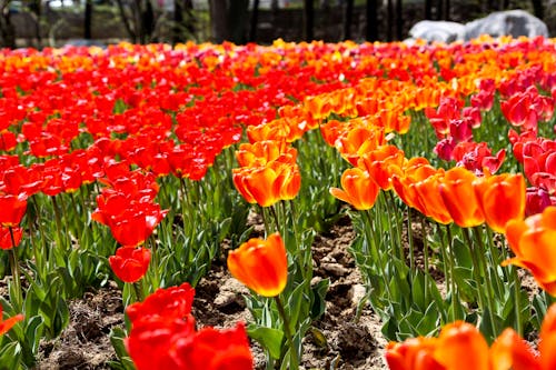 Základová fotografie zdarma na téma tulipán