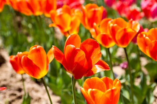 Free stock photo of tulipa