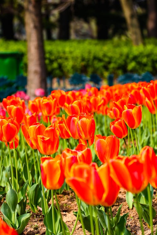 Základová fotografie zdarma na téma tulipán