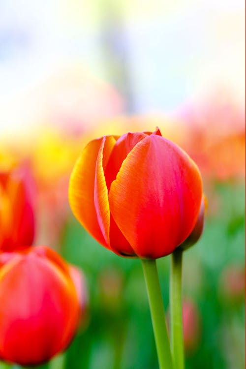 Free stock photo of tulipa