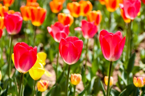 Free stock photo of tulipa