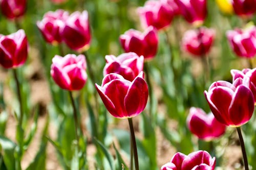 Free stock photo of tulipa