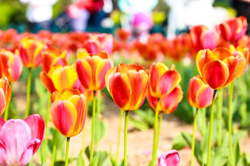 Close-Up Shot of Tulips