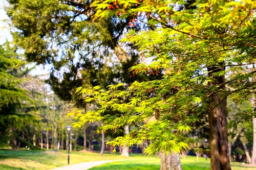 Δωρεάν στοκ φωτογραφιών με parque