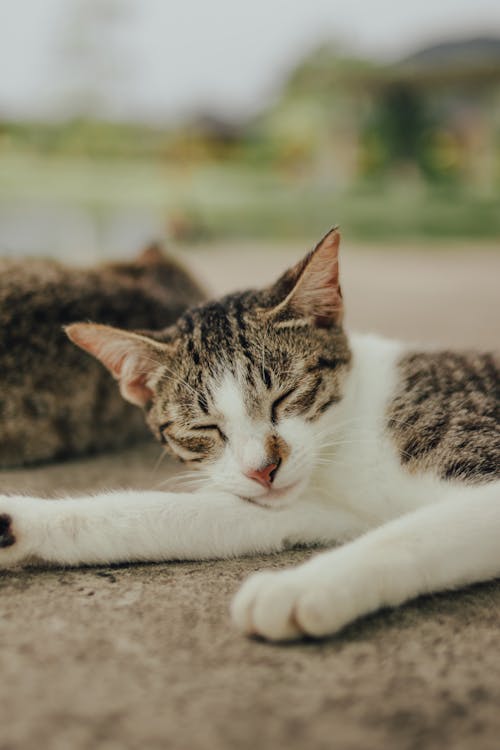 動物, 動物攝影, 哺乳動物 的 免费素材图片