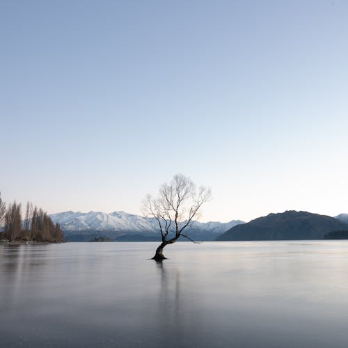 Leafless Tree in the Middle of a Lake
