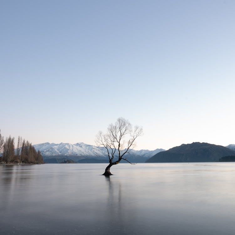 Leafless Tree in the Middle of a Lake