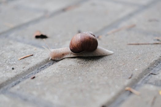 Detailed close-up of a snail crawling on pavement outdoors.