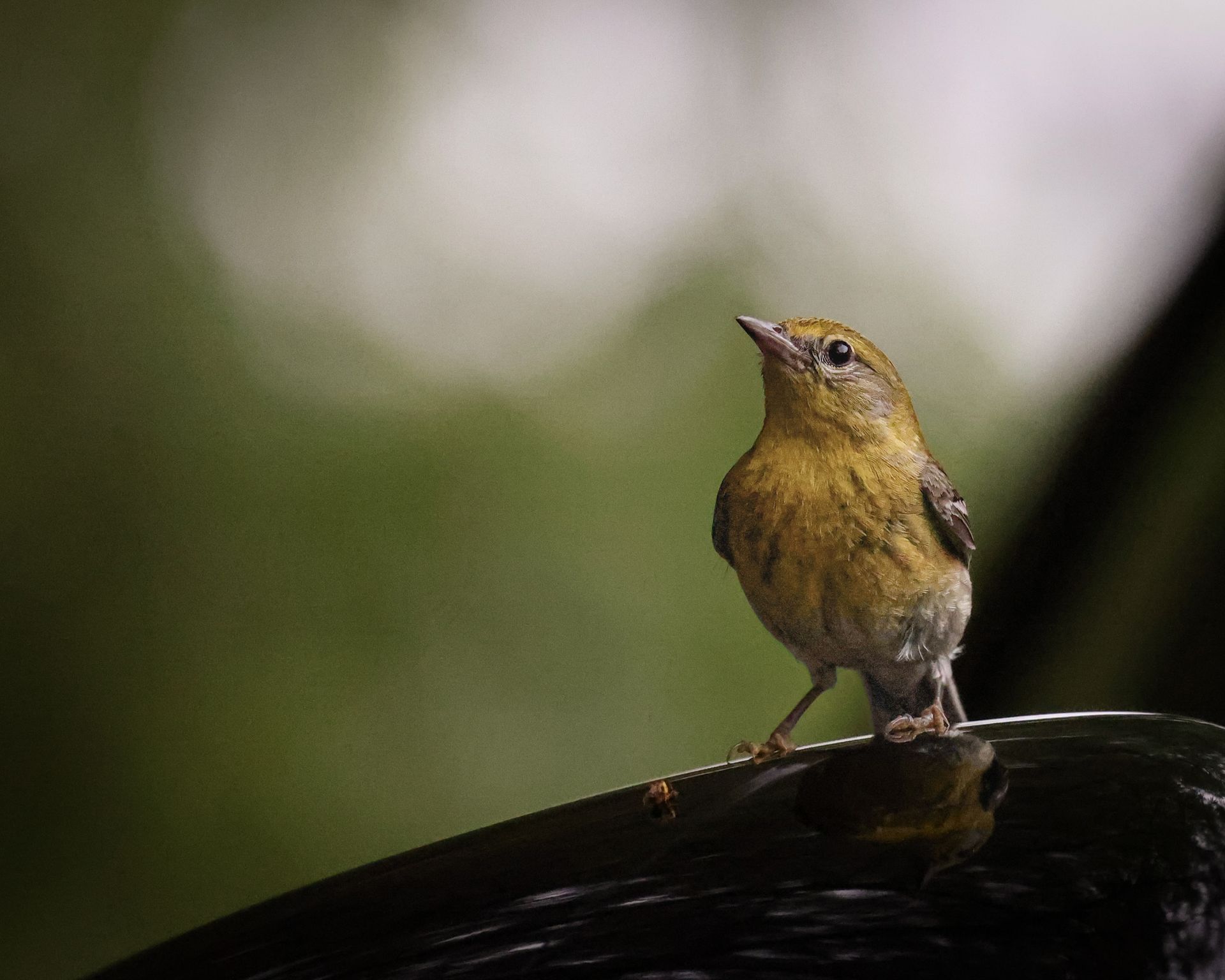 Close-up of a warbler bird perched on a surface with a blurred natural background.