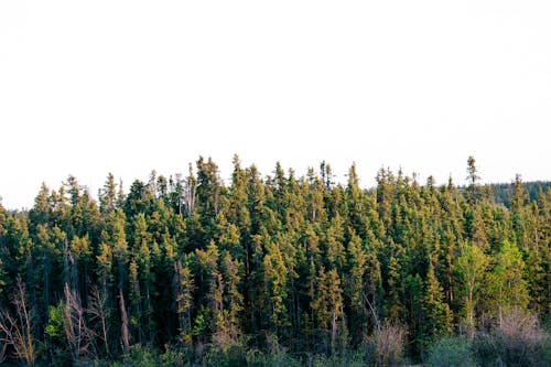 Бесплатное стоковое фото с деревья, заводы, лес