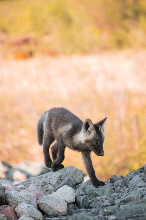 Animal on Rocks