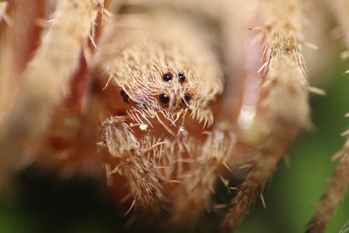 Бесплатное стоковое фото с волосатый паук, паук крупным планом