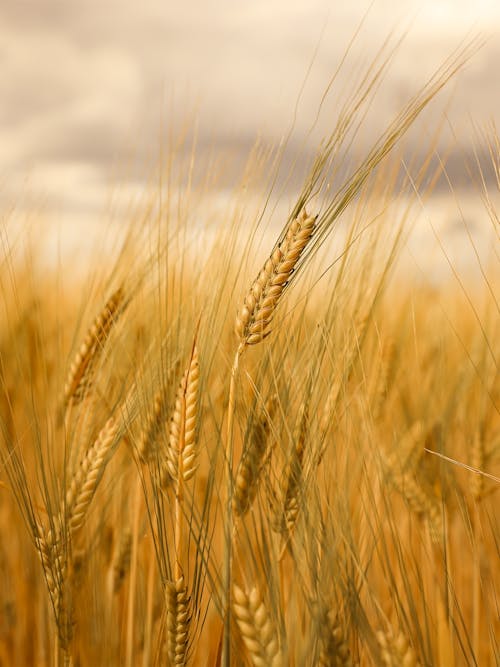 A Close-Up Shot of Wheat
