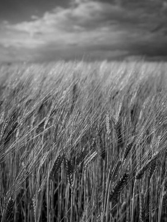 單色, 垂直拍攝, 小麥 的 免費圖庫相片