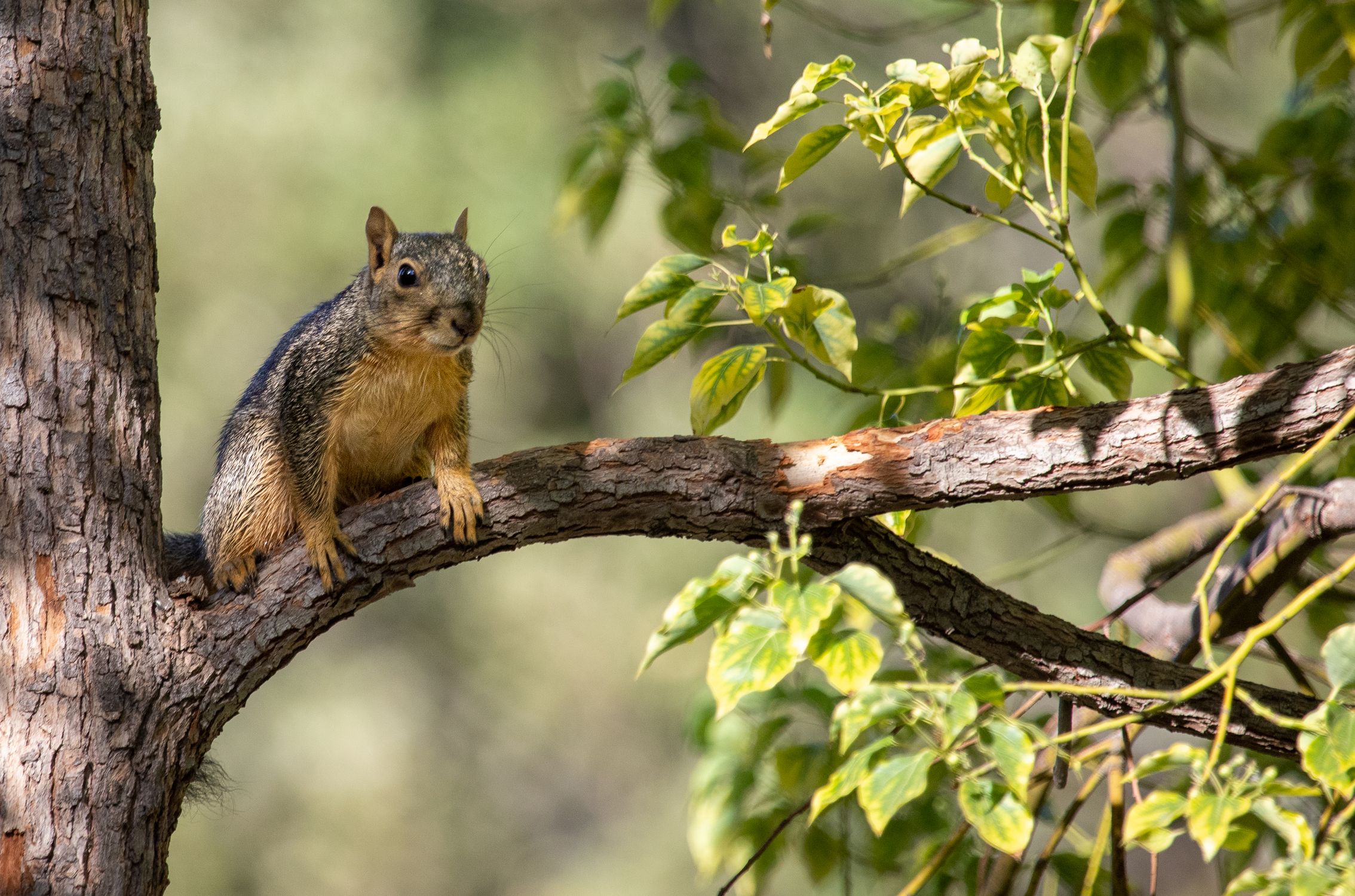 Crawling Tree Squirrel Crawling on a Tree · Free Stock Photo
