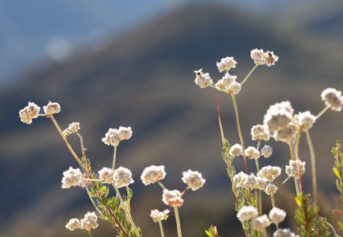 Fotobanka s bezplatnými fotkami na tému botanika, hmyz, leto