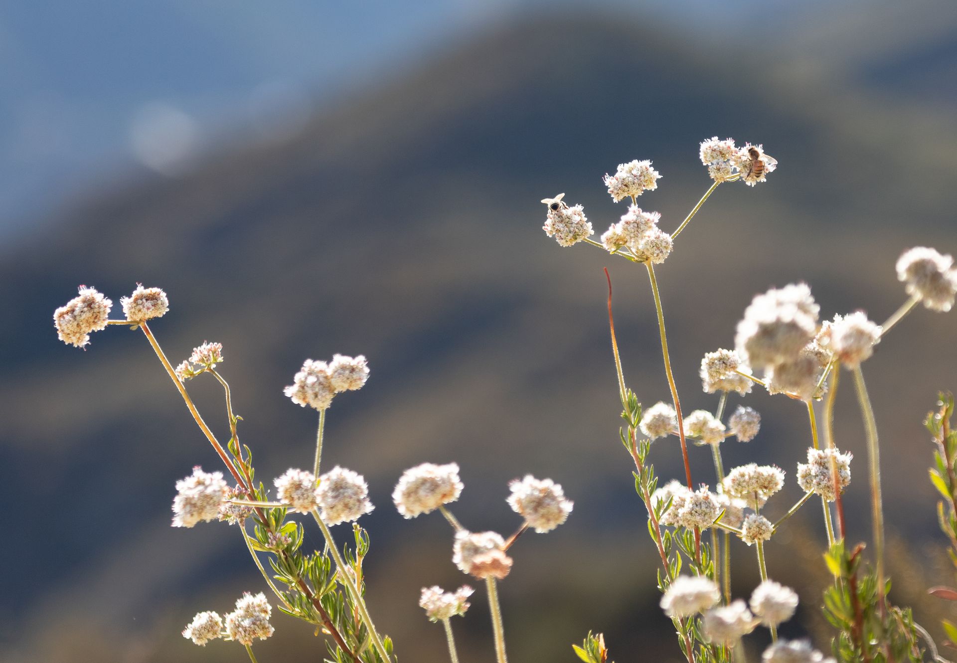 Close-up of wildflowers in a bright California hillside, showcasing natural beauty.