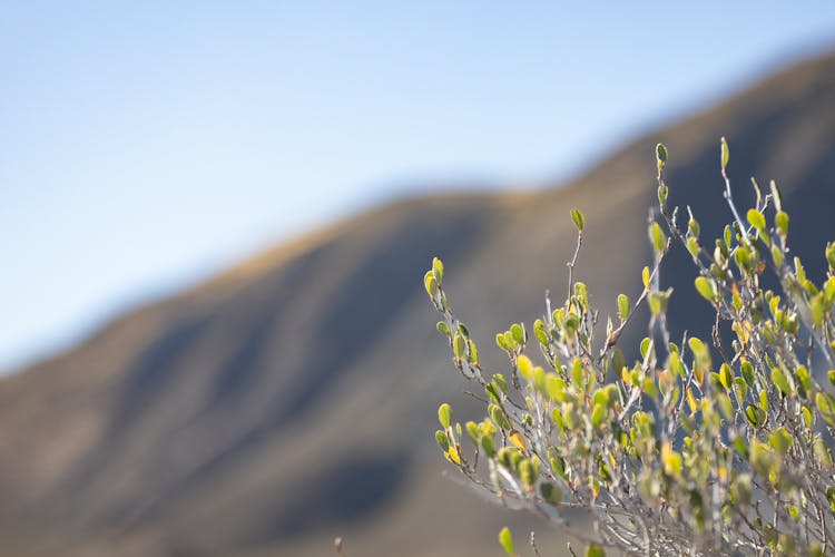 Shrub In Desert