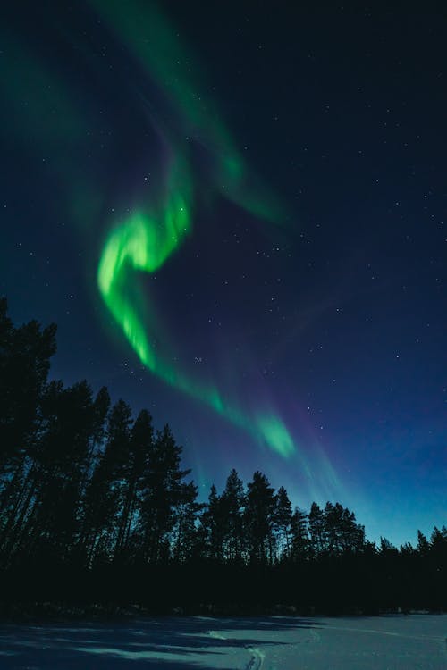 Imagine de stoc gratuită din arbori, aurora boreală, cer de noapte