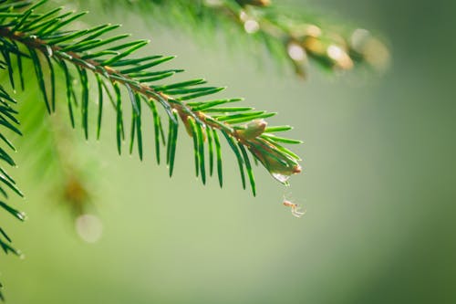 Green Pine Leaves in Close Up Photography