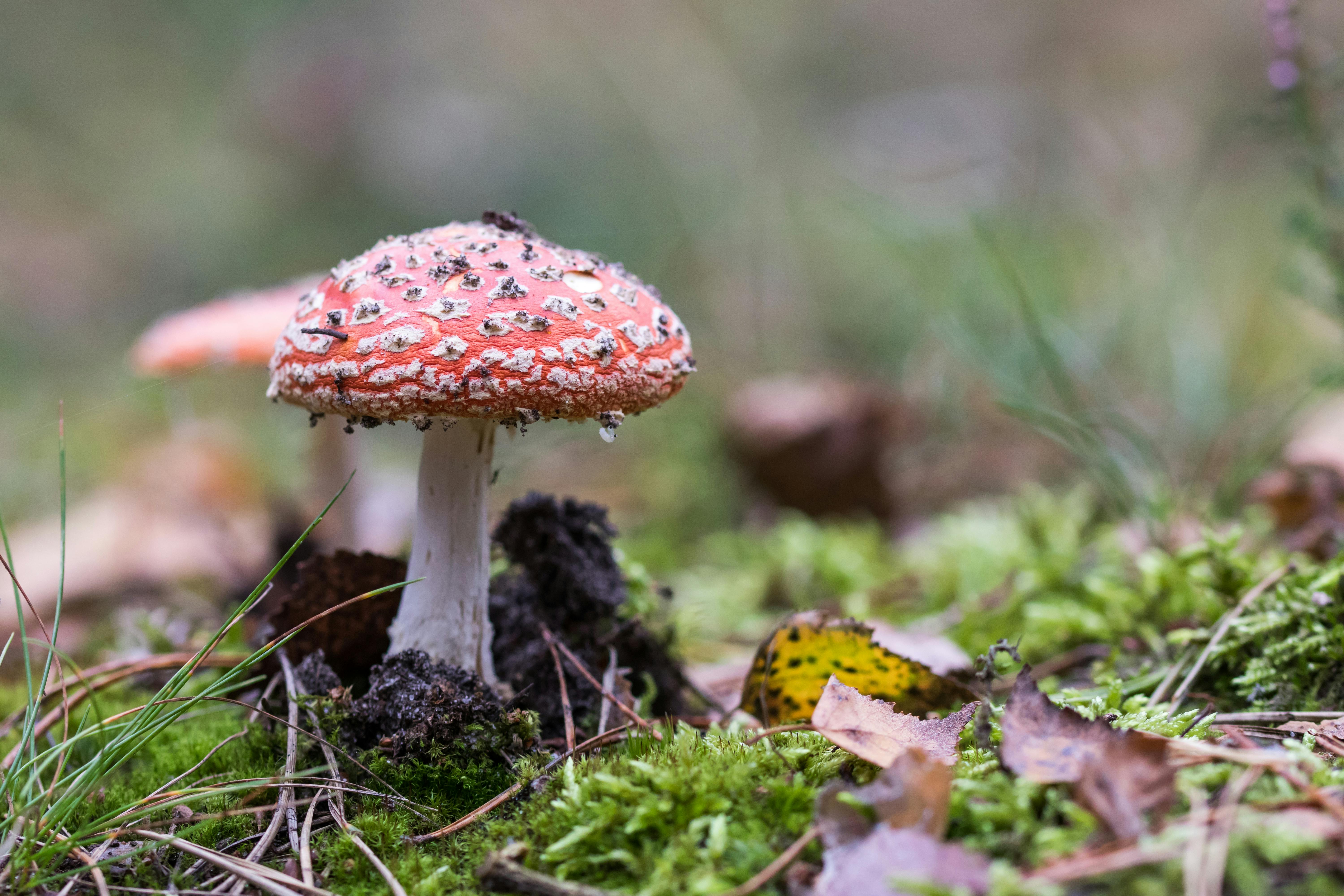 Free stock photo of #forest, autumn, fly agaric