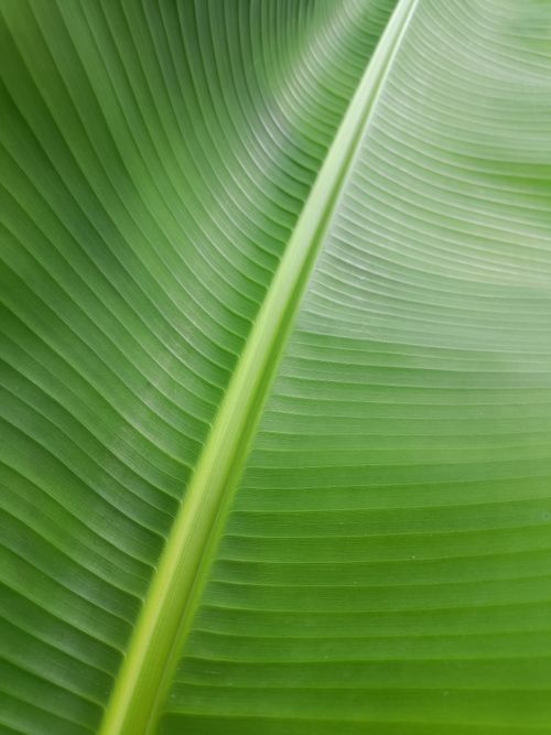 Free A detailed close-up of a fresh and vibrant green banana leaf showcasing its natural texture. Stock Photo