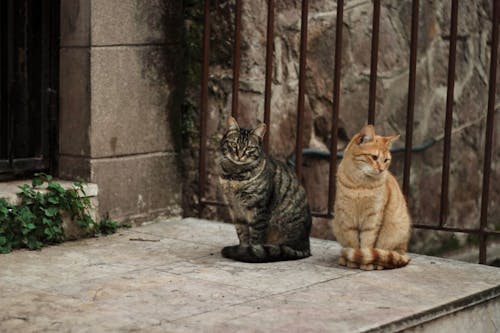 Free Tabby Cats sitting Together on a Concrete Platform Stock Photo