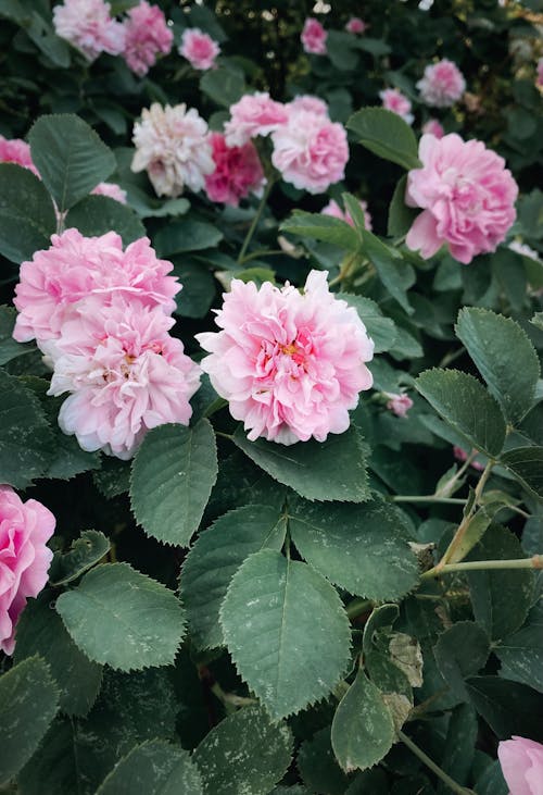 Pink Flowers with Green Leaves