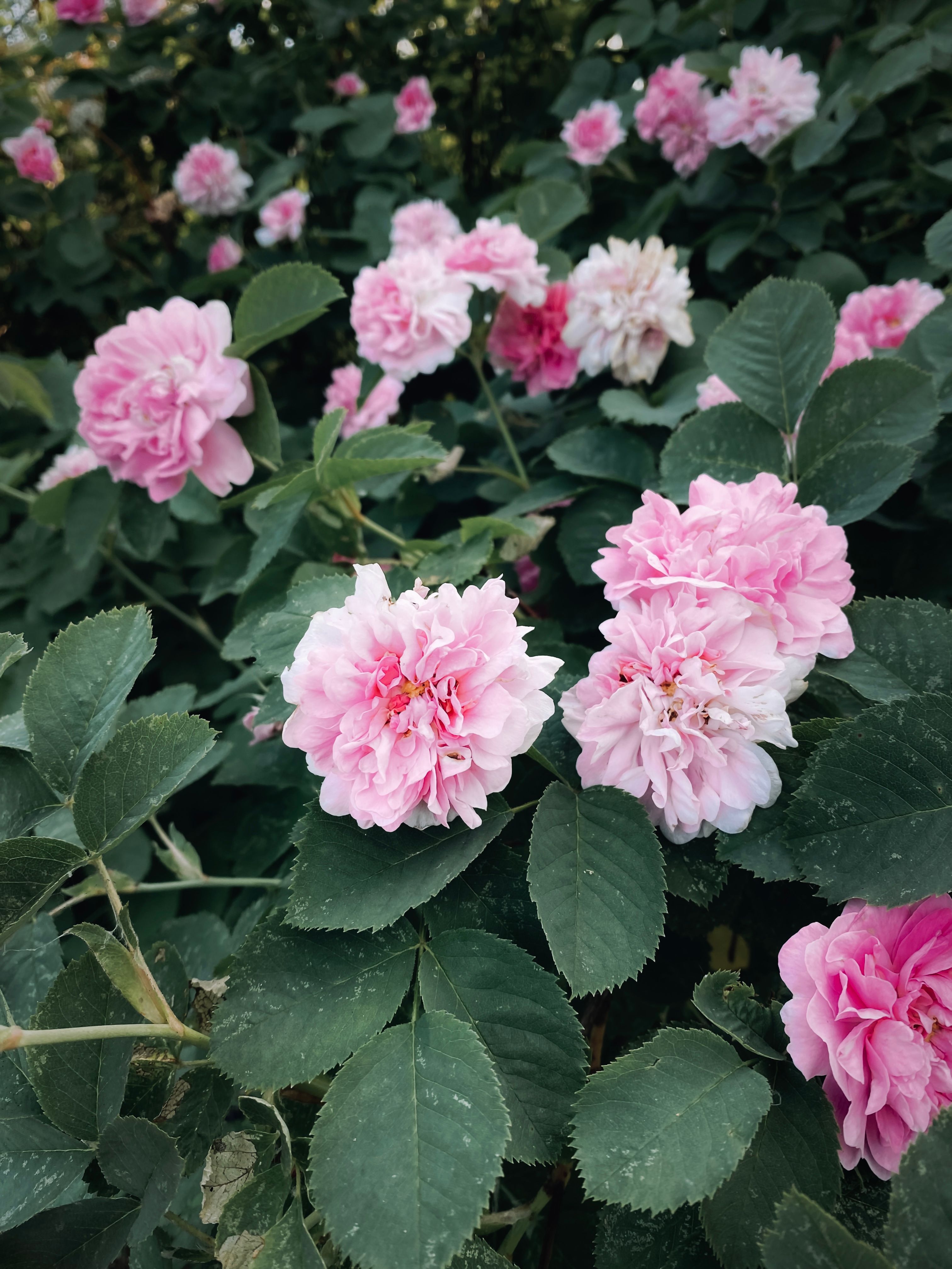 Damask Photos, Download The BEST Free Damask Stock Photos & HD Images