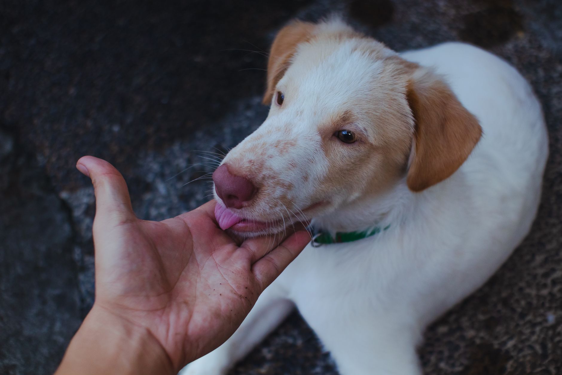Is Dog Licking A Sign Of Affection Or Anxiety?