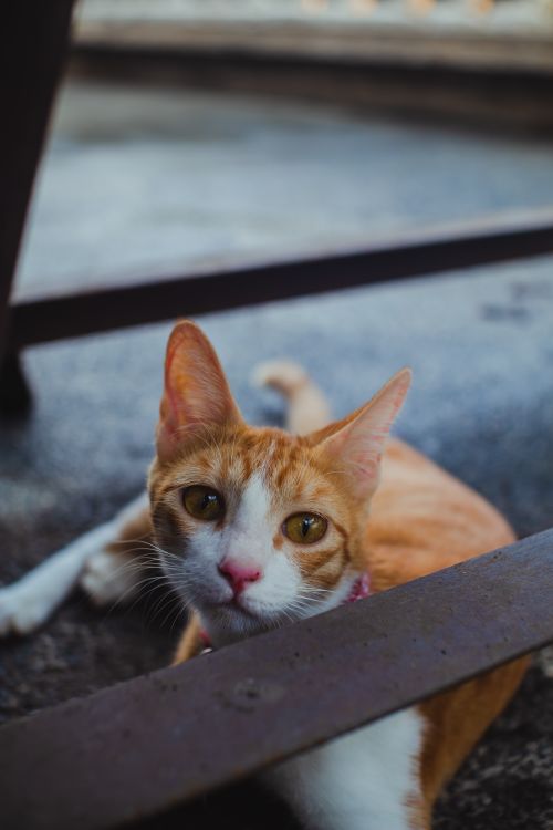 Free A cute white and ginger cat lying on the street looking curious and relaxed. Stock Photo