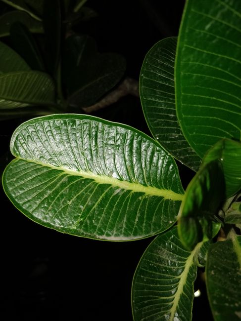 A detailed close-up of vibrant green leaves captured at night, showcasing their fresh and natural beauty.
