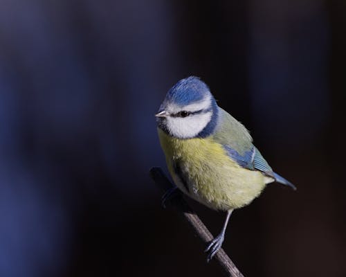 Fotobanka s bezplatnými fotkami na tému eurasijský modrý prútik, fotografovanie vtákov, roztomilý