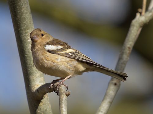 Free Common chaffinch perched on a tree branch in Northern Ireland, showcasing vibrant plumage. Stock Photo