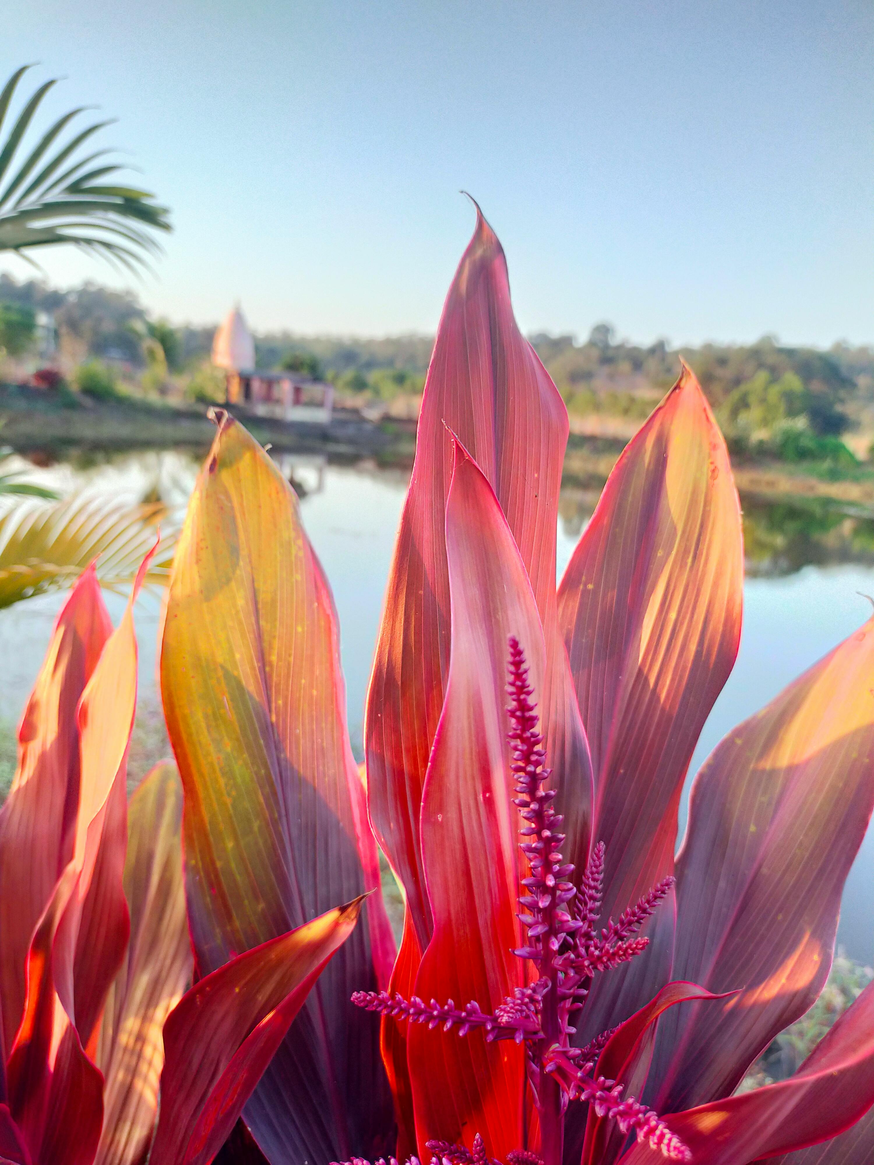 Domates Soslu Döner