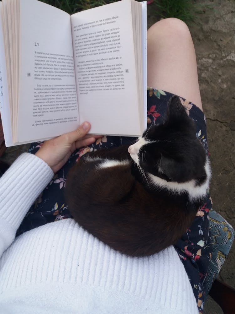 Close-up Of A Cat On The Lap While Reading A Book