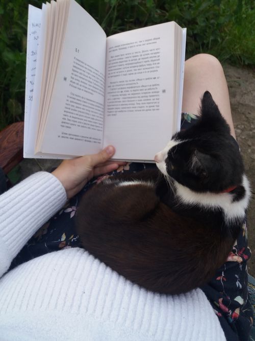 Free A person reading a book outdoors with a cat comfortably resting on their lap. Stock Photo