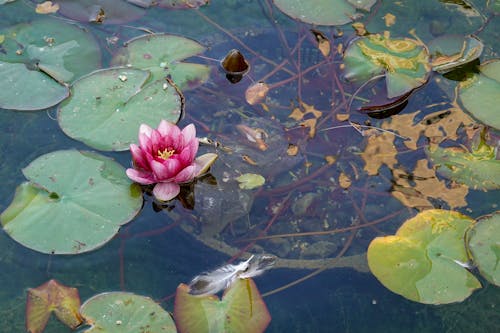 Free Lotus Flower on Water Stock Photo