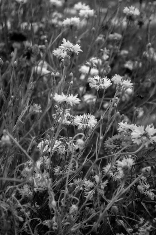 Grayscale Photo of a Wild Flowers