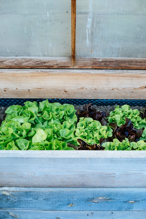 Free Green Lettuce on the Garden Stock Photo