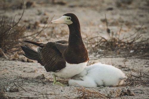 Free Close-up of brown booby bird with fluffy chick on a sandy beach, showcasing natural seabird behavior. Stock Photo
