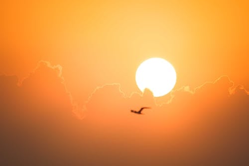 Silhouette of a Bird Flying at Sunset