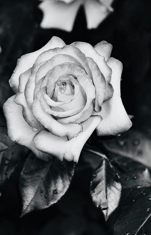 A Rose in Bloom Close-Up Photography