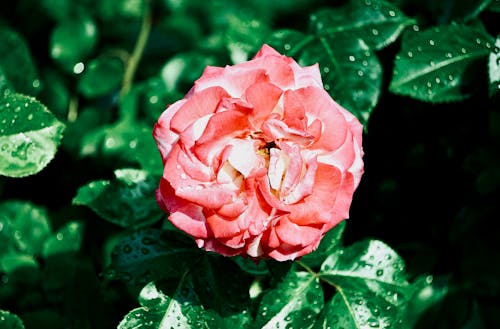 분홍색 꽃, 식물군, 위에서 내려다 본의 무료 스톡 사진
