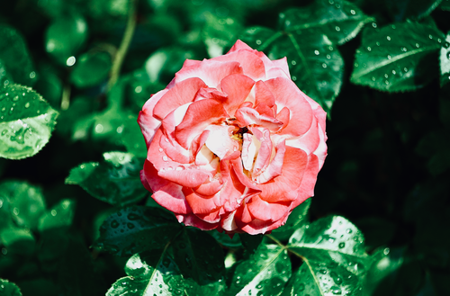 Free A beautiful pink rose with dewdrops on green leaves, captured up close in a garden setting. Stock Photo