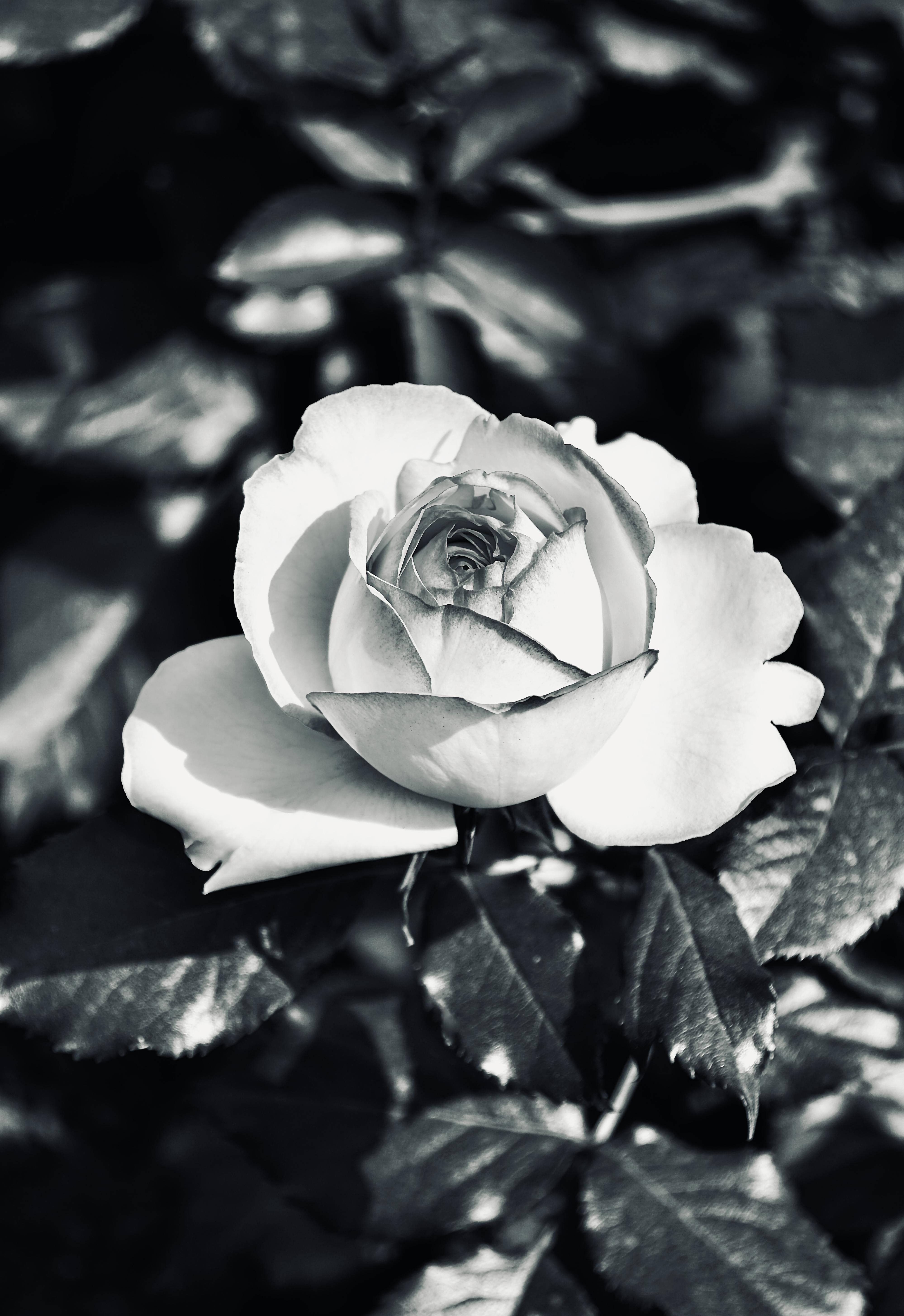 Black Rose Garden Photos, Download The BEST Free Black Rose Garden