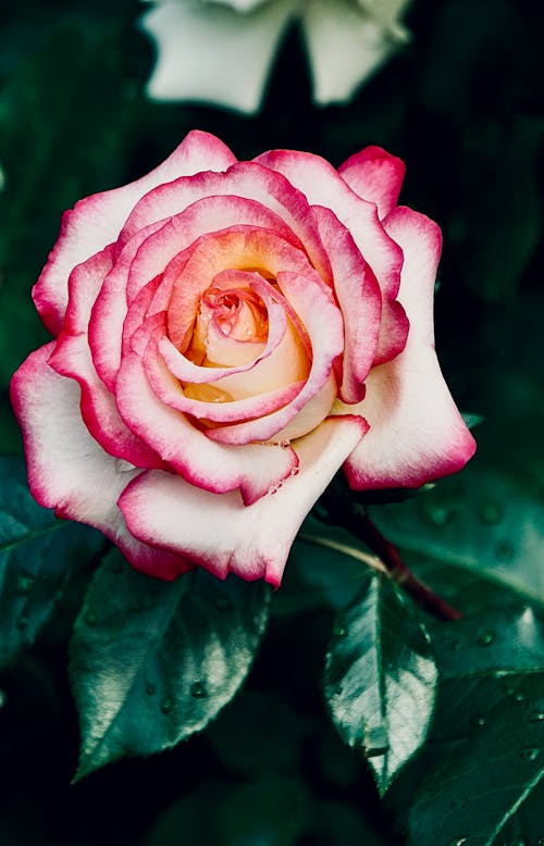 垂直拍攝, 小步舞曲玫瑰, 微妙 的 免費圖庫相片