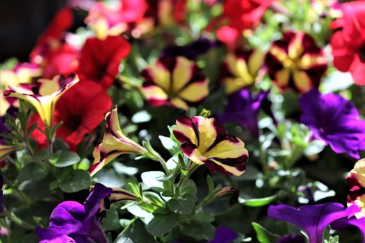 Close-up of colorful petunias with vibrant red, purple, and yellow petals in a garden.