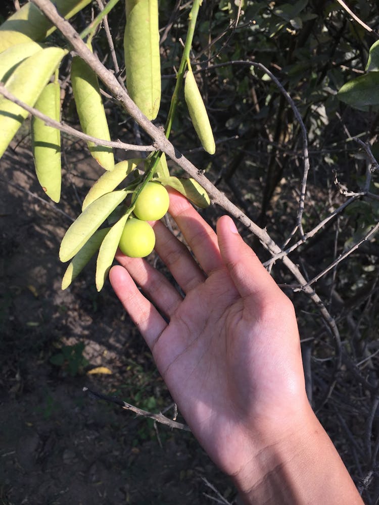 Farmer Checking Crops